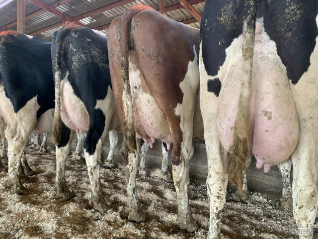(39 Head) Holstein cows